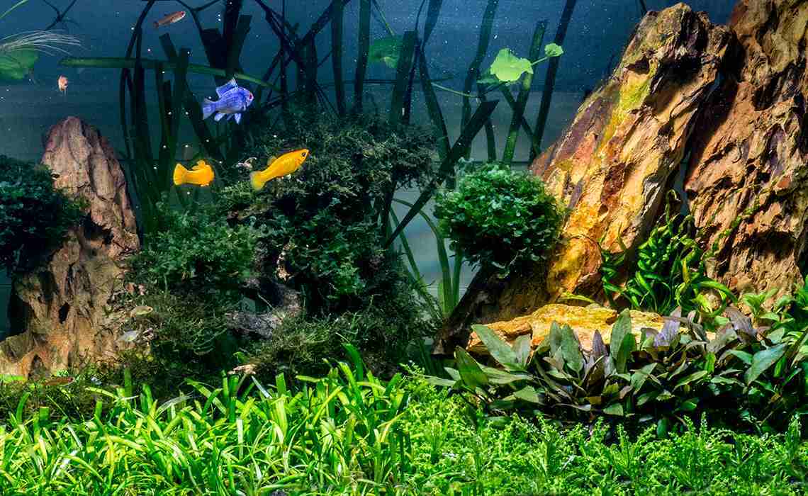spectrum-brands-case-study-fish